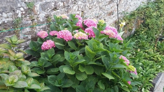 Hortensias dans le jardin clos de La Masana