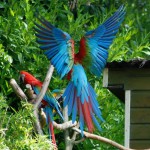 Oiseaux Zoo Pont-Scorff