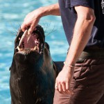 Otaries Zoo Pont-Scorff